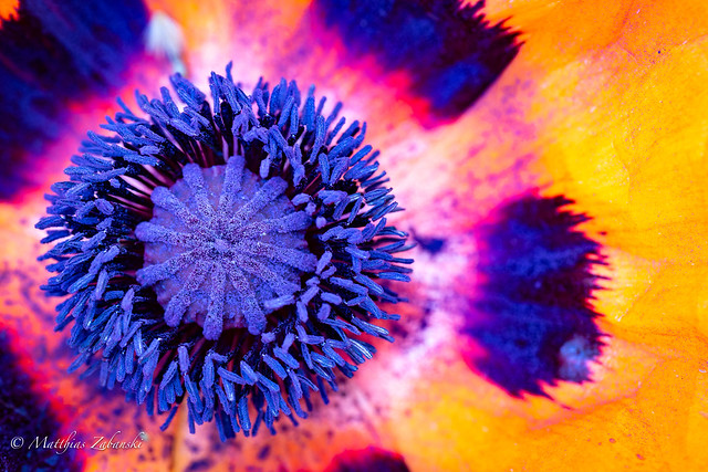 Infructescence of a poppy flower (Explored)