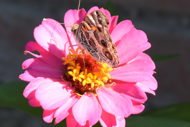 American Lady Butterfly On A Pink Zinnia.