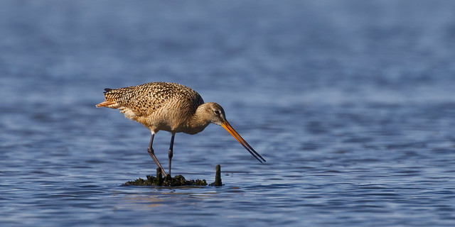 Marbled Godwit hunting for food