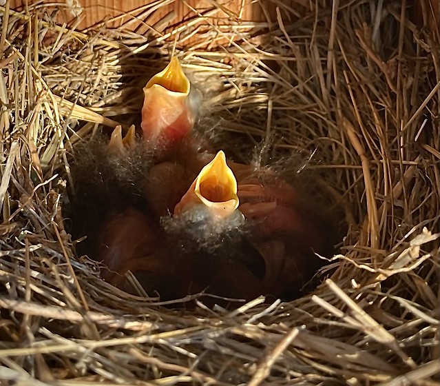 Two-day old Bluebird Chicks