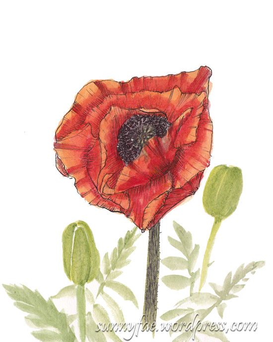 watercolour & fine liner poppy