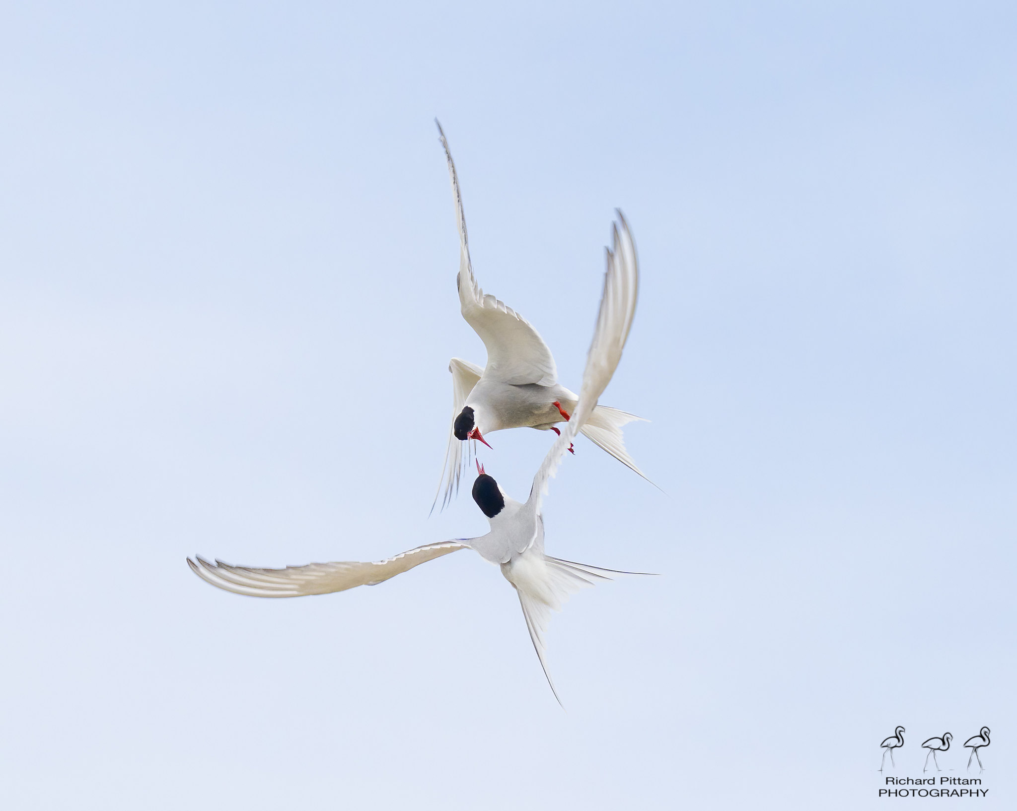 Arctic Terns duelling/posturing