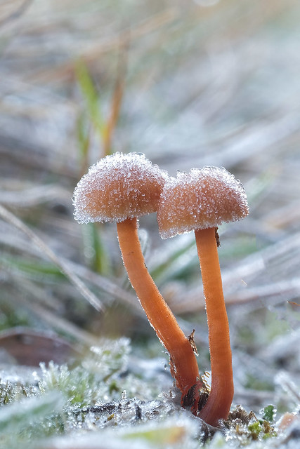 Frosted Fungus