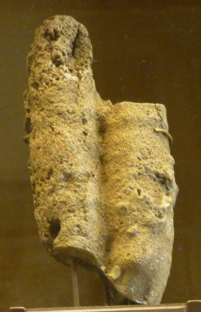 Chenendopora cylindrica (10-9-21 Naturistorisches Museum Wien, leg in Sirchingen, Alemania, det as Eudea)