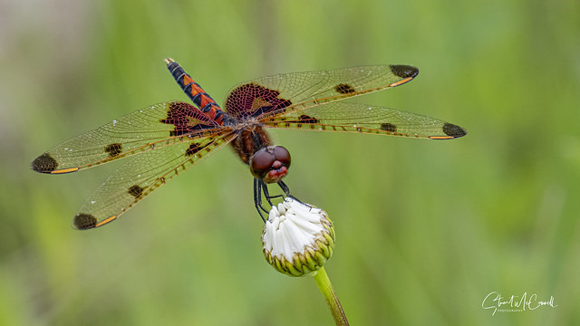 Calico pennant dragonfly (male)