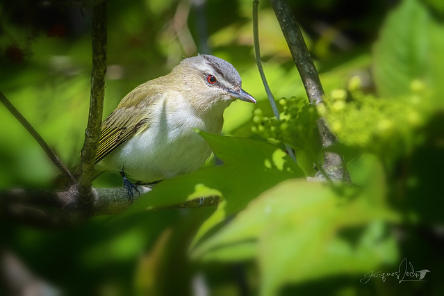 Red-eyed Vireo - Viréo aux yeux rouges