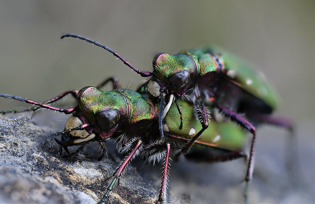 Green Tiger Beetles (Cicindela campestris) - mating pair