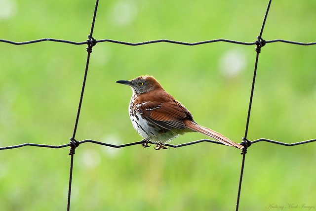 Brown Thrasher on a Wire
