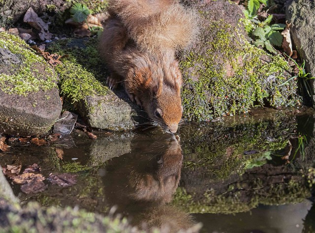 Red Squirrel Reflection PH Angus Scotland