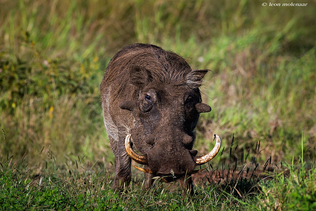 Male Warthog [Explore)