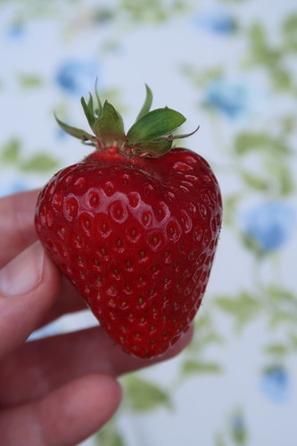 eine der Erdbeeren