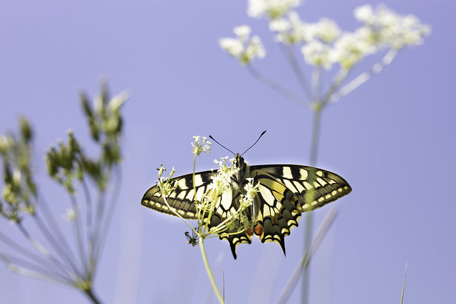 Male Swallowtail Butterfly