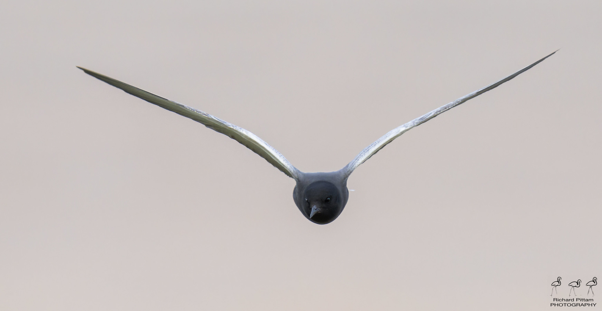 American Black Tern [ Chlidonias niger surinamensis ]