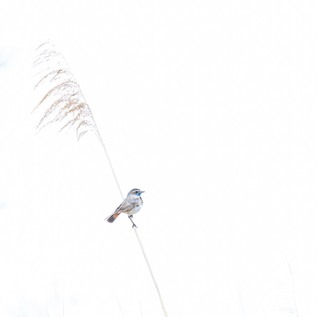 Bluethroat