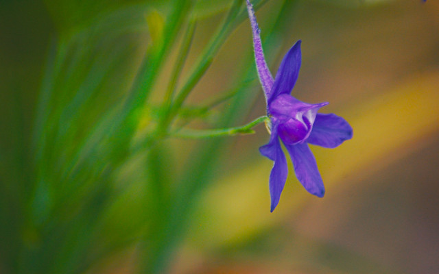 One purple flower