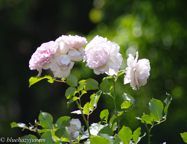 In the Summer Light - Rose New Wave -
