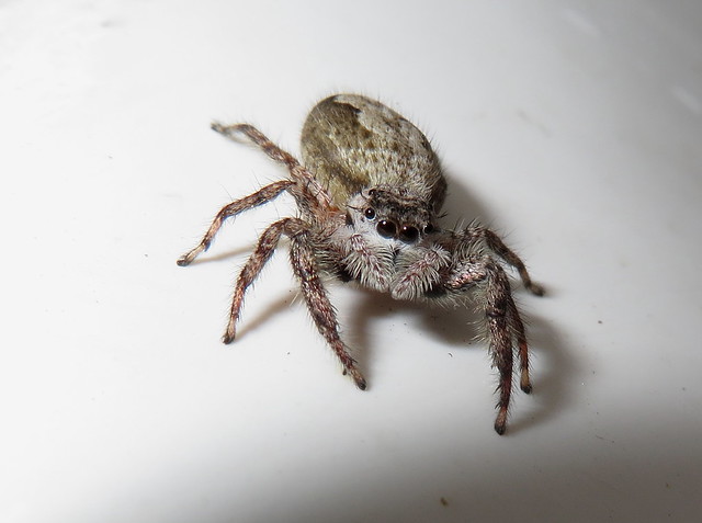 Jumping Spider IMG_7134