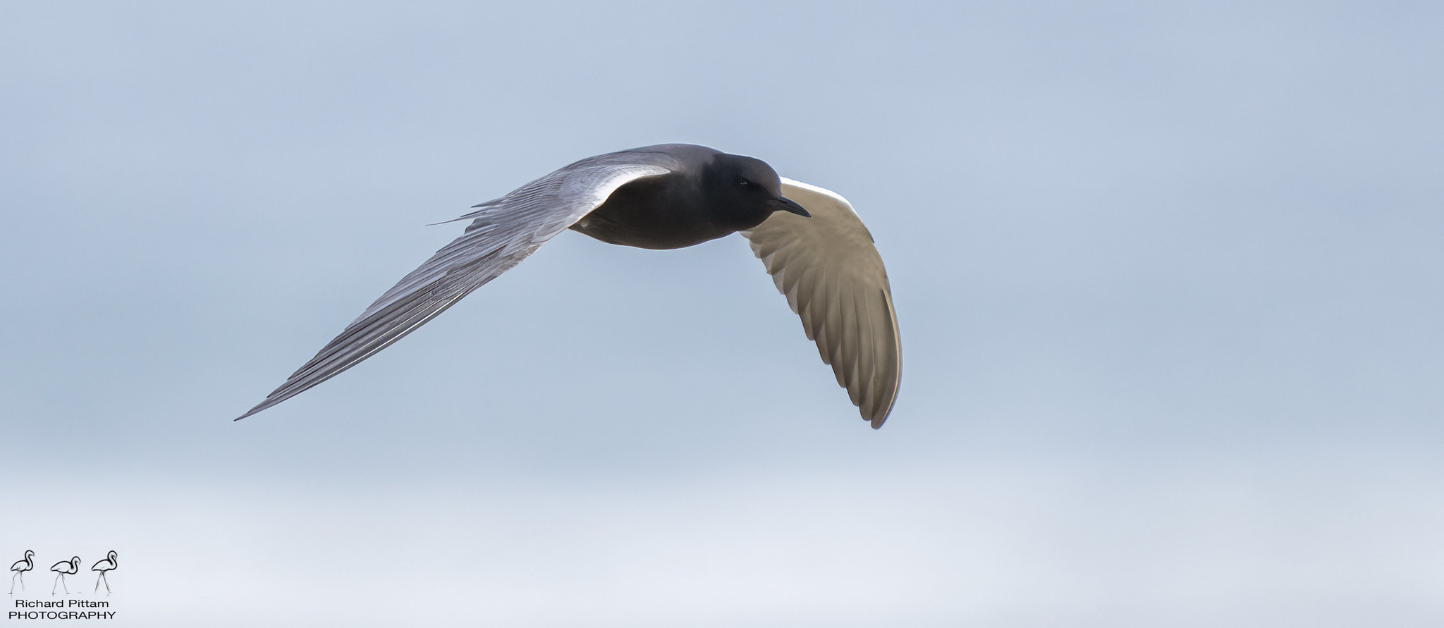 American Black Tern [ Chlidonias niger surinamensis ]