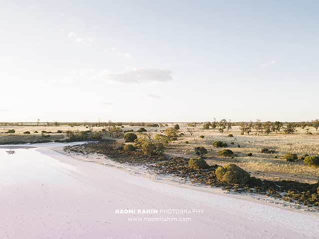 Pink salt lake in outback Australia landscape