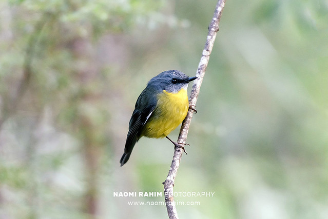 Eastern Yellow Robin in Wilsons Promontory National Park