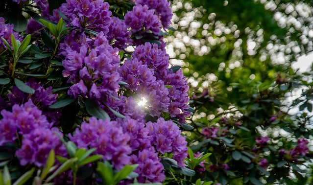 Rhododentron im Kromlauer Park