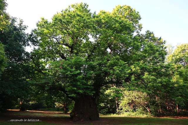La “CASTAGNA GRANDA”. E’ così definito in dialetto piemontese un monumentale albero di castagno di 400 anni d’età con il tronco di circa 10 m di circonferenza. Dintorni di Monteu Roero, Piemonte, ITALIA.