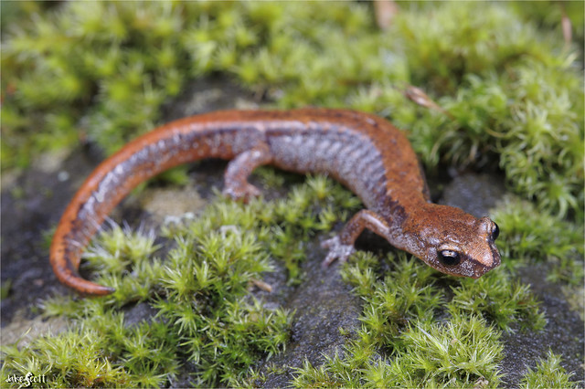 Larch Mountain Salamander (Plethodon larselli)