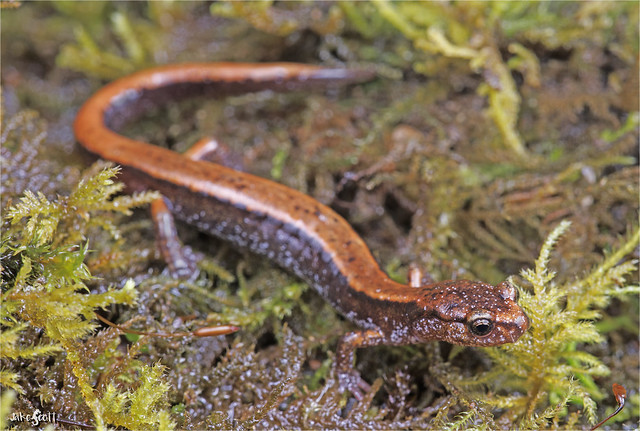 Western Red-backed Salamander (Plethodon vehiculum)