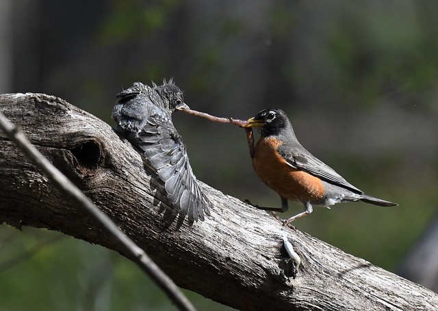 American Robin and young