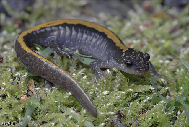 Western Long-toed Salamander (Ambystoma m. macrodactylum)