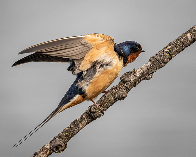 Barn Swallow strikes a graceful pose
