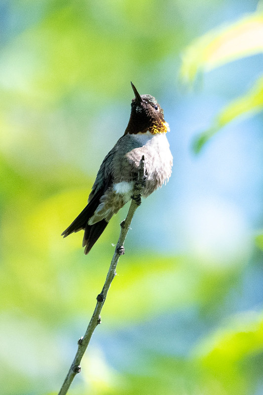 ruby-throated-hummingbird-jbwr-7796