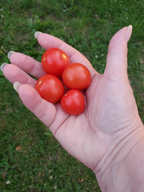 First Harvest--Summer is here!!