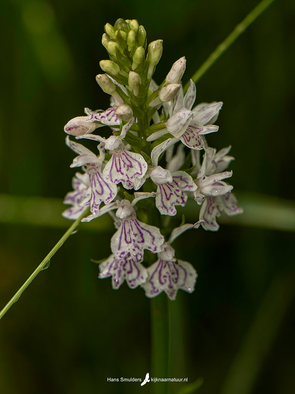 Gevlekte orchis (Dactylorhiza maculata)-081_0049