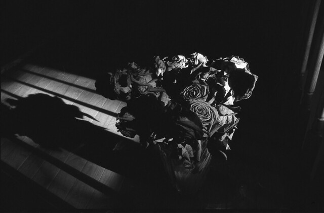 Red Roses. Nikon FM2N 35mm film