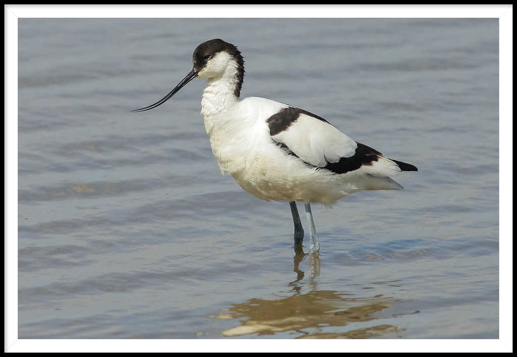 Gregarious, graceful and grumpy!..The Avocet.