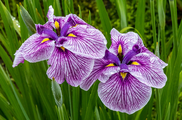 Irises at Horikiri
