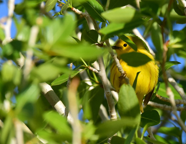 Yellow warbler on Seedskadee National Wildlife Refuge