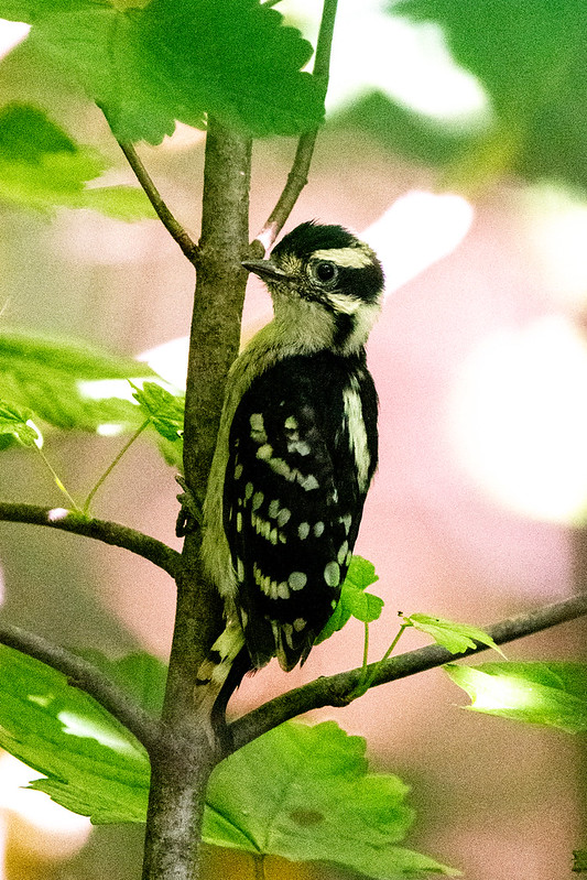 downy-woodpecker-fledgling-pp-7427