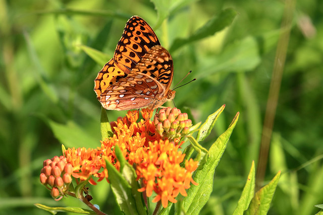 Great Spangled Fritillary on butterfly weed