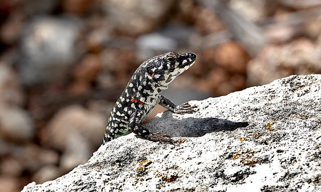 Maltese Wall Lizard (Podarcis filfolensis) ©