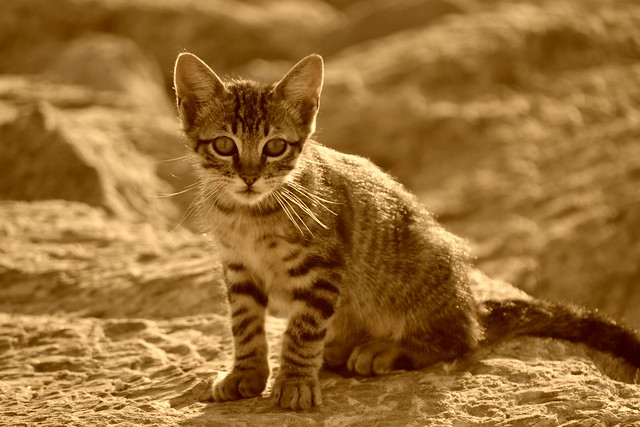 Gatito - Kitten