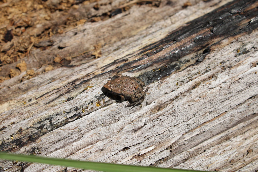 Eastern Narrow Mouthed Toad (Gastrophryne carolinensis)
