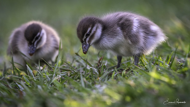Two little ducklings