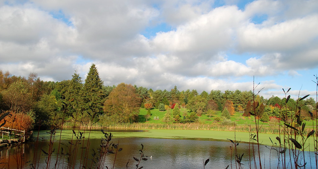 A DeLIGHTful View Over the Pond at Bedgebury National Pinetum