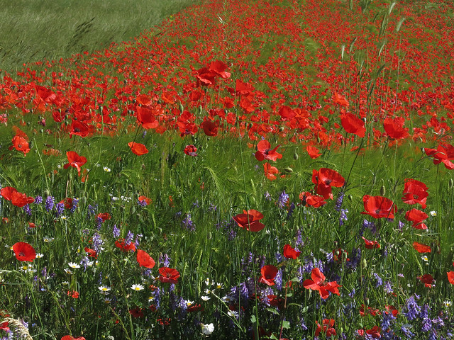 poppies and ...