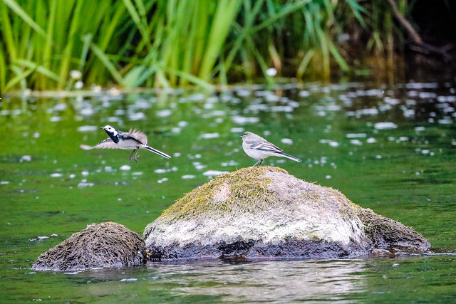 Pied Wagtail with chick