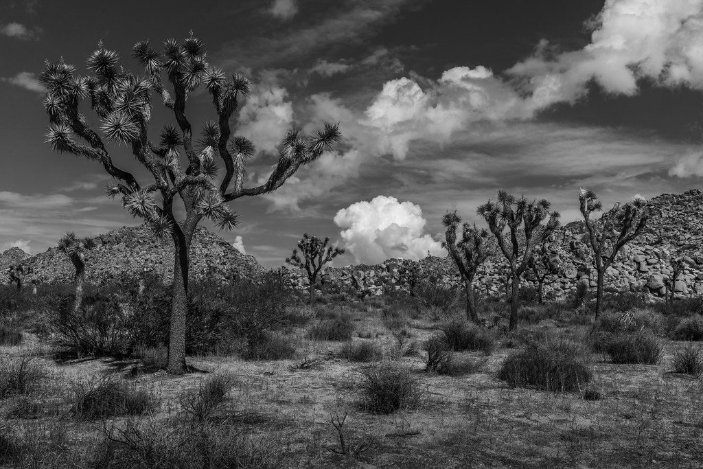 Joshua Tree | David Evenson | Flickr