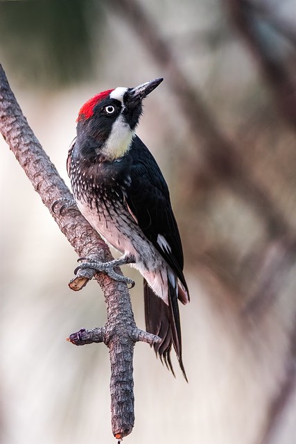 Acorn Woodpecker (Melanerpes formicivorus) Male