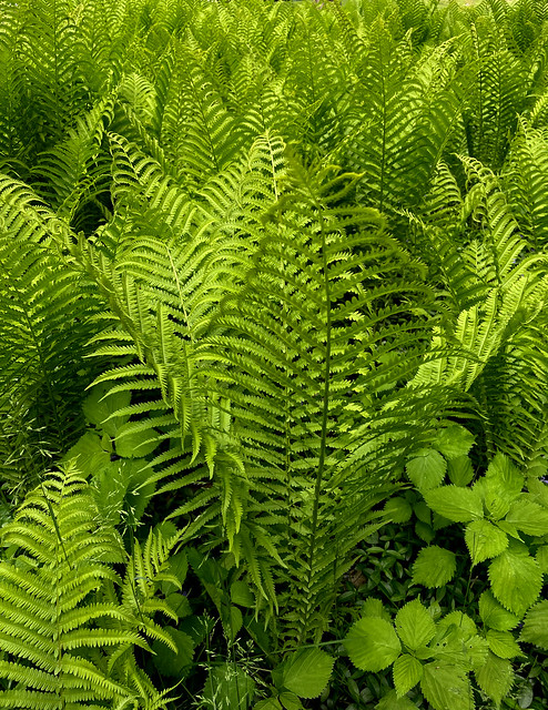 FERNS, Ferns, ferns; in all their beautiful mathematical and natural perfection.